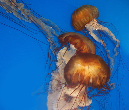 jellyfishphoto2.jpg